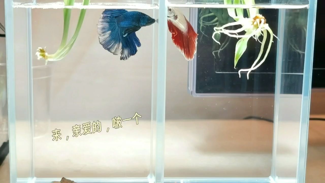 夜色撩人（夜色撩人，）