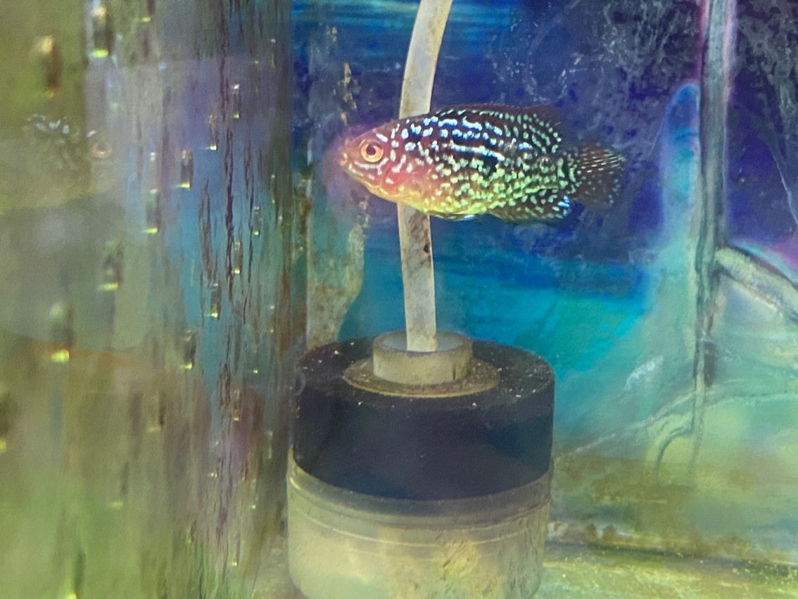 記錄一下（小魚(yú)包尾3厘米小魚(yú)包尾3厘米小魚(yú)包尾3厘米）