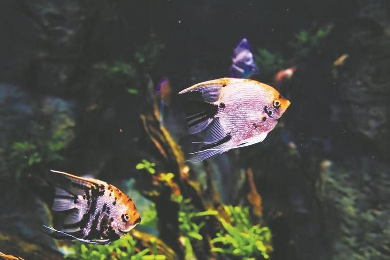 龍魚缸養什么魚好養活（龍魚缸中適合養什么類型的魚，龍魚缸里最好養什么魚）