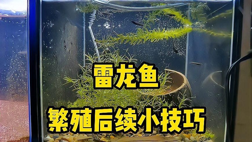 雷龍魚繁殖后如何分缸（雷龍魚分缸繁殖攻略，養(yǎng)魚新手必看）