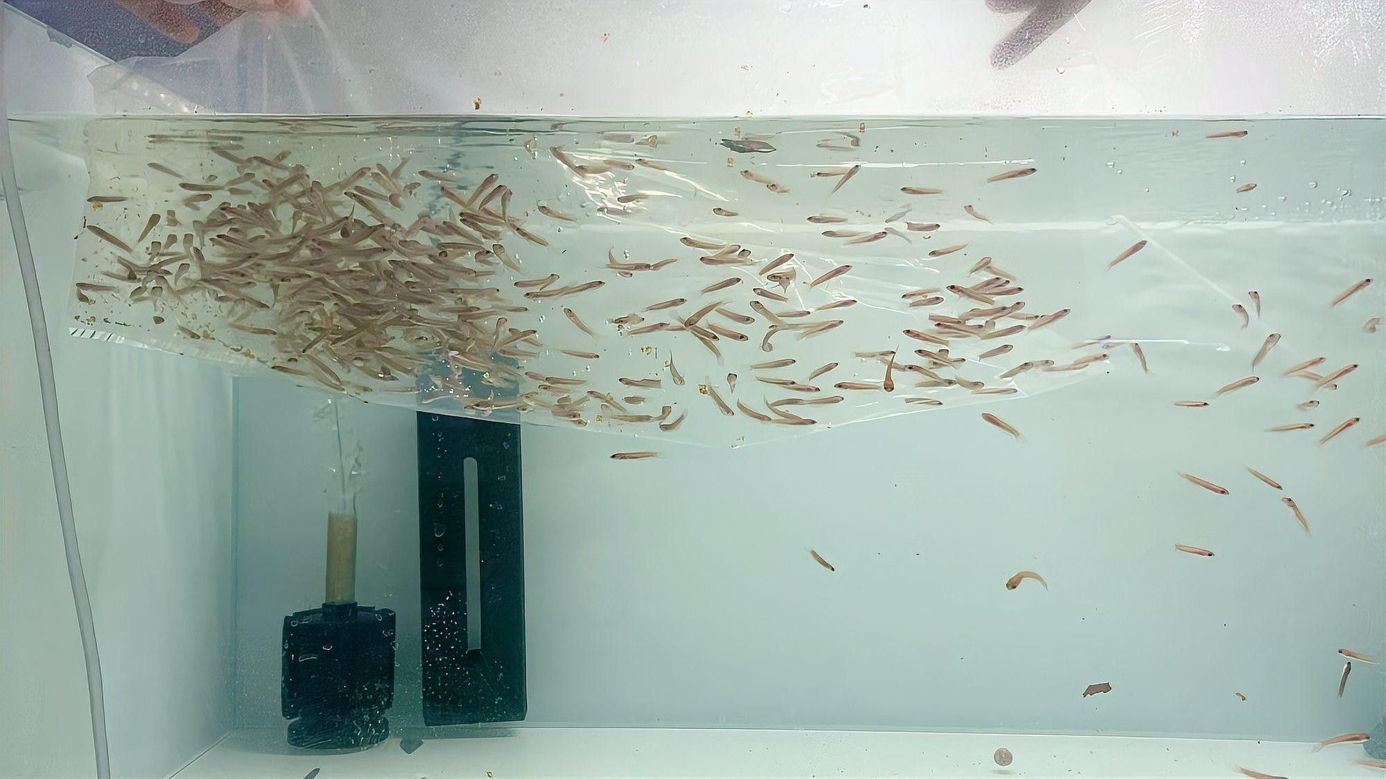 雷龍魚繁殖后如何分缸（雷龍魚分缸繁殖攻略，養(yǎng)魚新手必看）