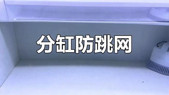 雷龍魚繁殖后如何分缸（雷龍魚分缸繁殖攻略，養(yǎng)魚新手必看）