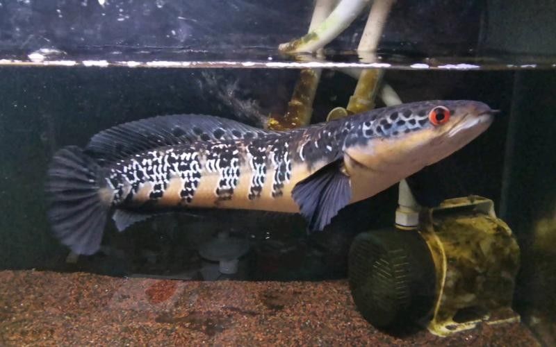 如何挑選健康的紅帝王雷龍魚(yú)（健康的紅帝王雷龍魚(yú)是確保其水族成長(zhǎng)的關(guān)鍵）