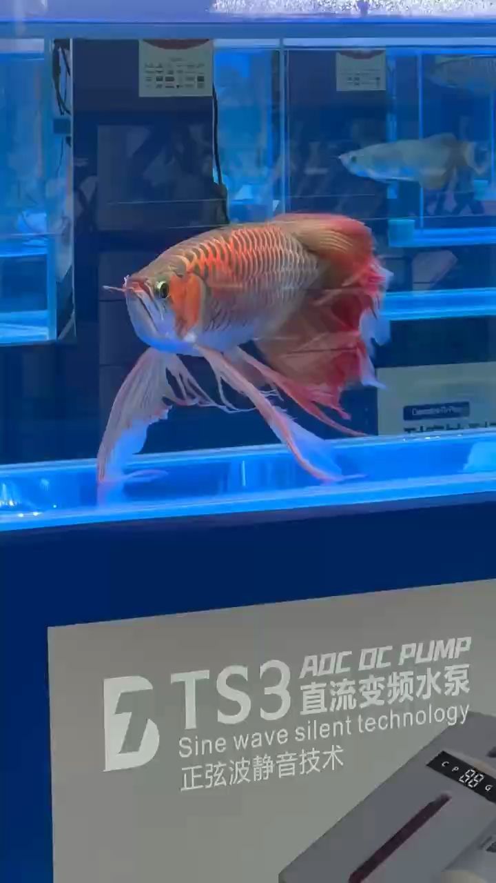 賞（正宗椰汁椰樹牌評論：賞花節是一個備受期待的節日）