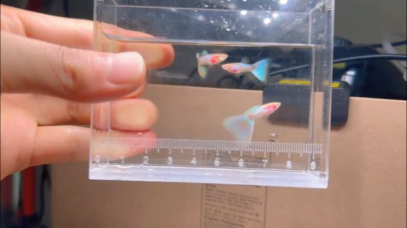 幻彩版孔雀魚（幻彩版孔雀魚，）