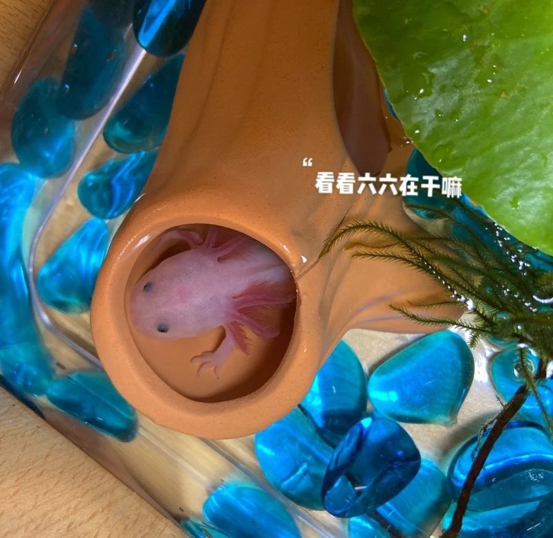 如何為六角恐龍魚換水？（如何為六角恐龍魚換水）