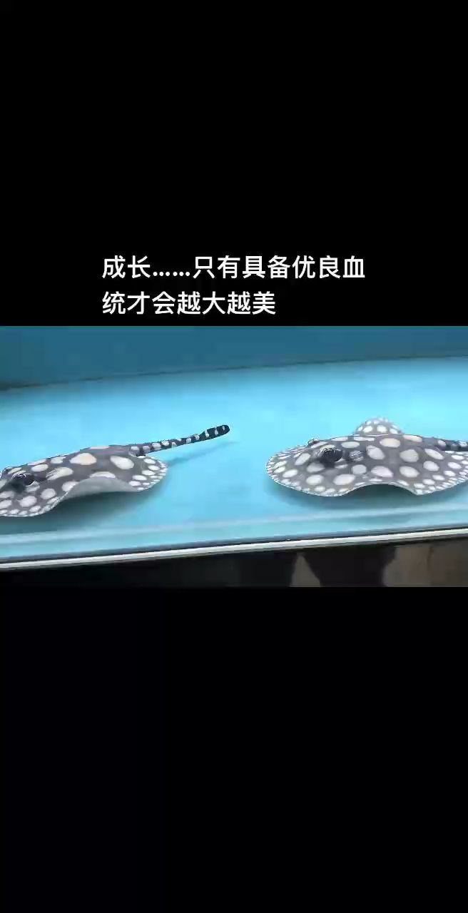成長蛻變，只有具備優良血統才會越大越美。水泊魔神你值得擁有（水泊魔神你值得擁有）