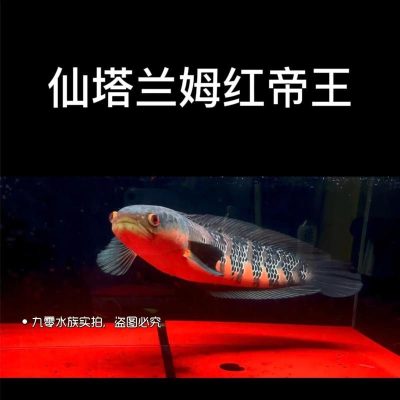 紅帝王雷龍魚適合新手養(yǎng)嗎（帝王雷龍魚怎么養(yǎng)）