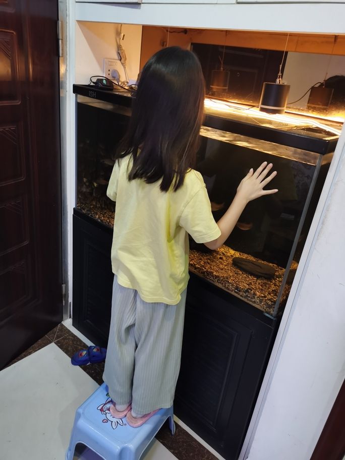 缸養不下，那就換魚（缸養不下，那就換魚，隨著城市生活節奏的加快）