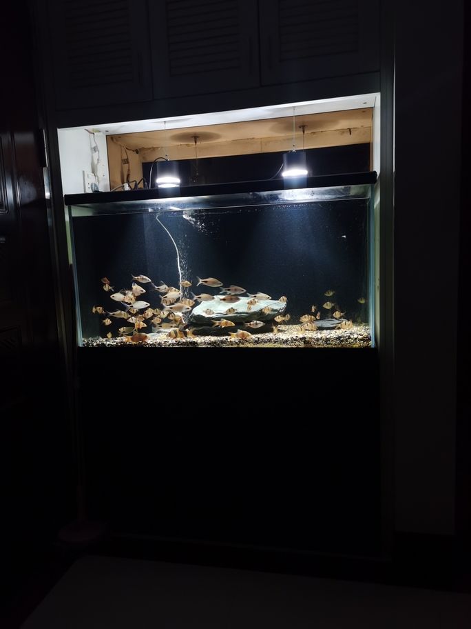 缸養不下，那就換魚（缸養不下，那就換魚，隨著城市生活節奏的加快）