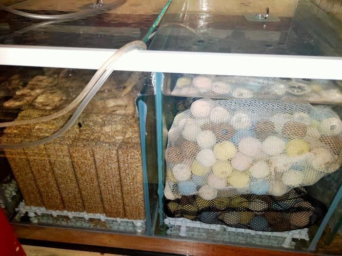 龍魚濾材擺放順序圖（關(guān)于龍魚濾材擺放順序圖）