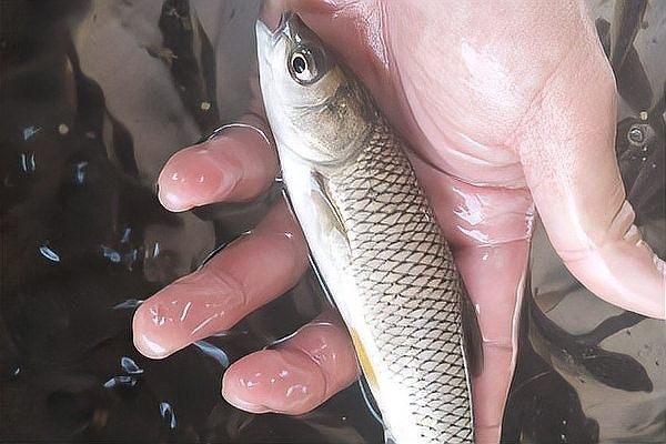 混養初期應該如何喂食？（養初期喂食是確保動物健康促進良好生長的關鍵步驟）