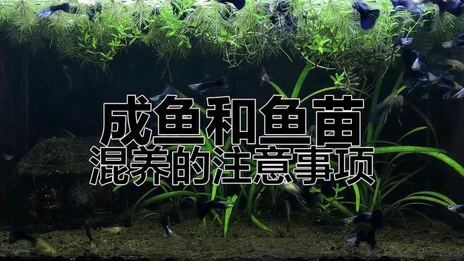 混養初期應該如何喂食？（養初期喂食是確保動物健康促進良好生長的關鍵步驟）