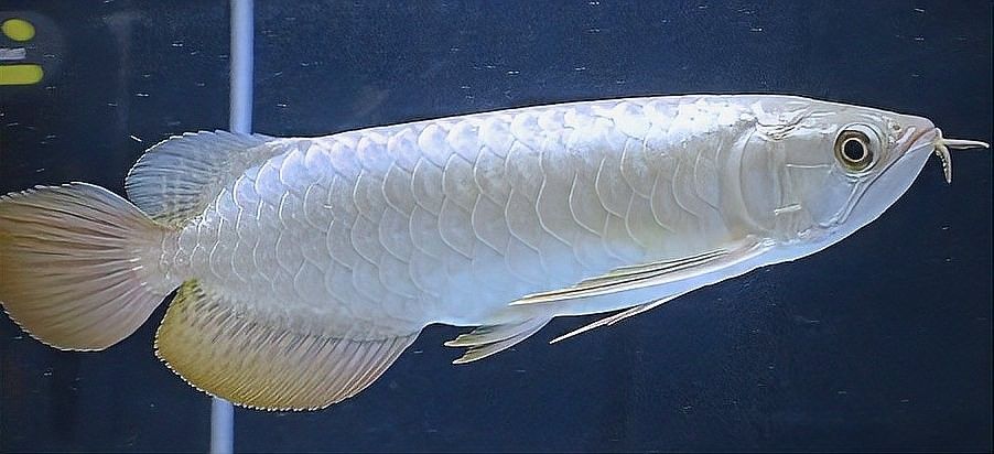 如何挑選高品質的重金屬金龍魚？（如何快速區分金龍魚品質帝龍阿輝如何區分金龍魚）