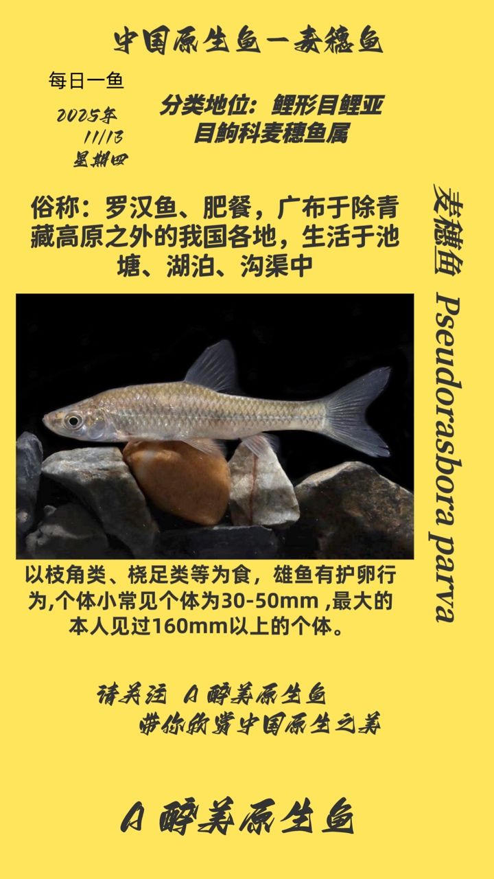 麥穗魚（穗魚的生活習(xí)性）