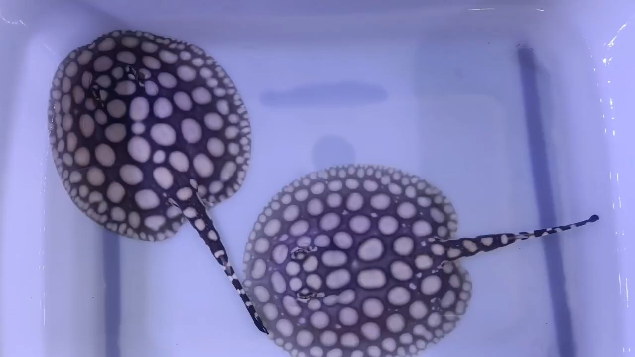 早安（一句“早安”，就是對(duì)美好瞬間的一種珍惜）