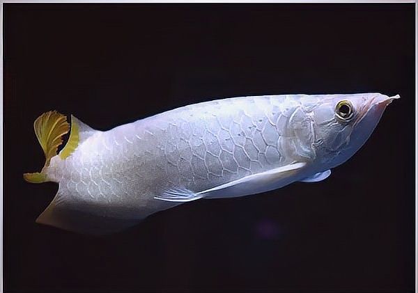 龍魚品種中哪個最稀有？（最稀有的龍魚品種有哪些？）