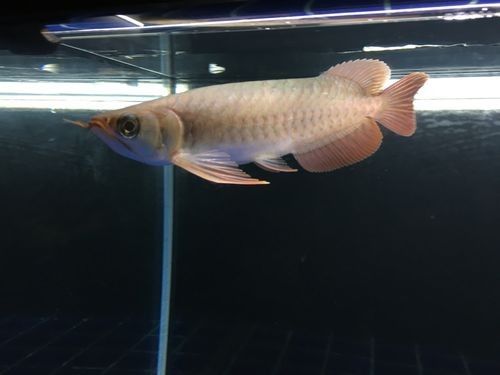 布奇美拉龍魚證書有哪些版本（布奇美拉龍魚證書有效期是多久布奇美拉龍魚證書價格是多少） 布奇美拉龍魚證書有哪些版本（布奇美拉龍魚證書有效期是多久布奇美拉龍魚證書價格是多少） 龍魚百科 第6張