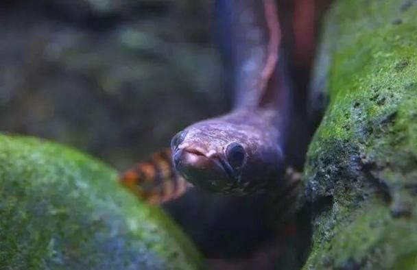 布奇美拉龍魚證書有哪些版本（布奇美拉龍魚證書有效期是多久布奇美拉龍魚證書價格是多少） 布奇美拉龍魚證書有哪些版本（布奇美拉龍魚證書有效期是多久布奇美拉龍魚證書價格是多少） 龍魚百科 第5張