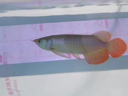 布奇美拉龍魚證書有哪些版本（布奇美拉龍魚證書有效期是多久布奇美拉龍魚證書價格是多少） 布奇美拉龍魚證書有哪些版本（布奇美拉龍魚證書有效期是多久布奇美拉龍魚證書價格是多少） 龍魚百科 第8張