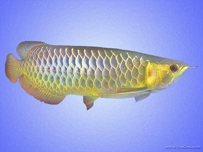 布奇美拉龍魚證書有哪些版本（布奇美拉龍魚證書有效期是多久布奇美拉龍魚證書價格是多少） 布奇美拉龍魚證書有哪些版本（布奇美拉龍魚證書有效期是多久布奇美拉龍魚證書價格是多少） 龍魚百科 第2張