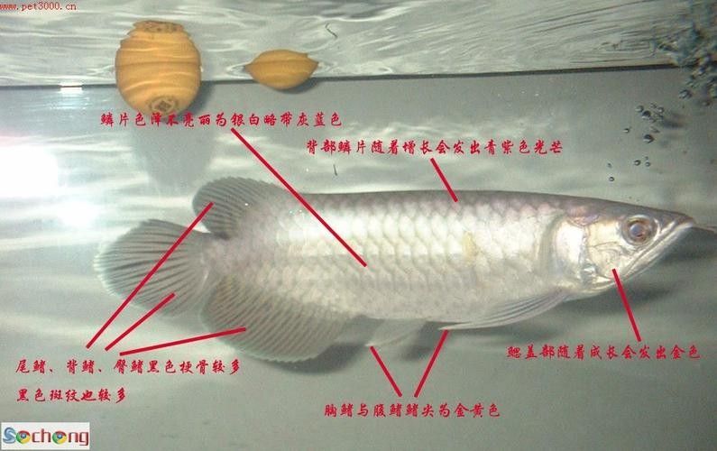 布奇美拉龍魚證書有哪些版本（布奇美拉龍魚證書有效期是多久布奇美拉龍魚證書價格是多少） 布奇美拉龍魚證書有哪些版本（布奇美拉龍魚證書有效期是多久布奇美拉龍魚證書價格是多少） 龍魚百科 第3張