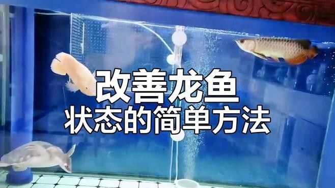 龍魚缸的底濾系統(tǒng)如何設(shè)置（魚缸底濾系統(tǒng)怎么設(shè)置）