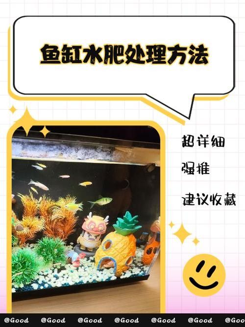 龍魚缸中的植物需要施肥嗎（魚缸中的植物是否需要施肥取決于多種因素）