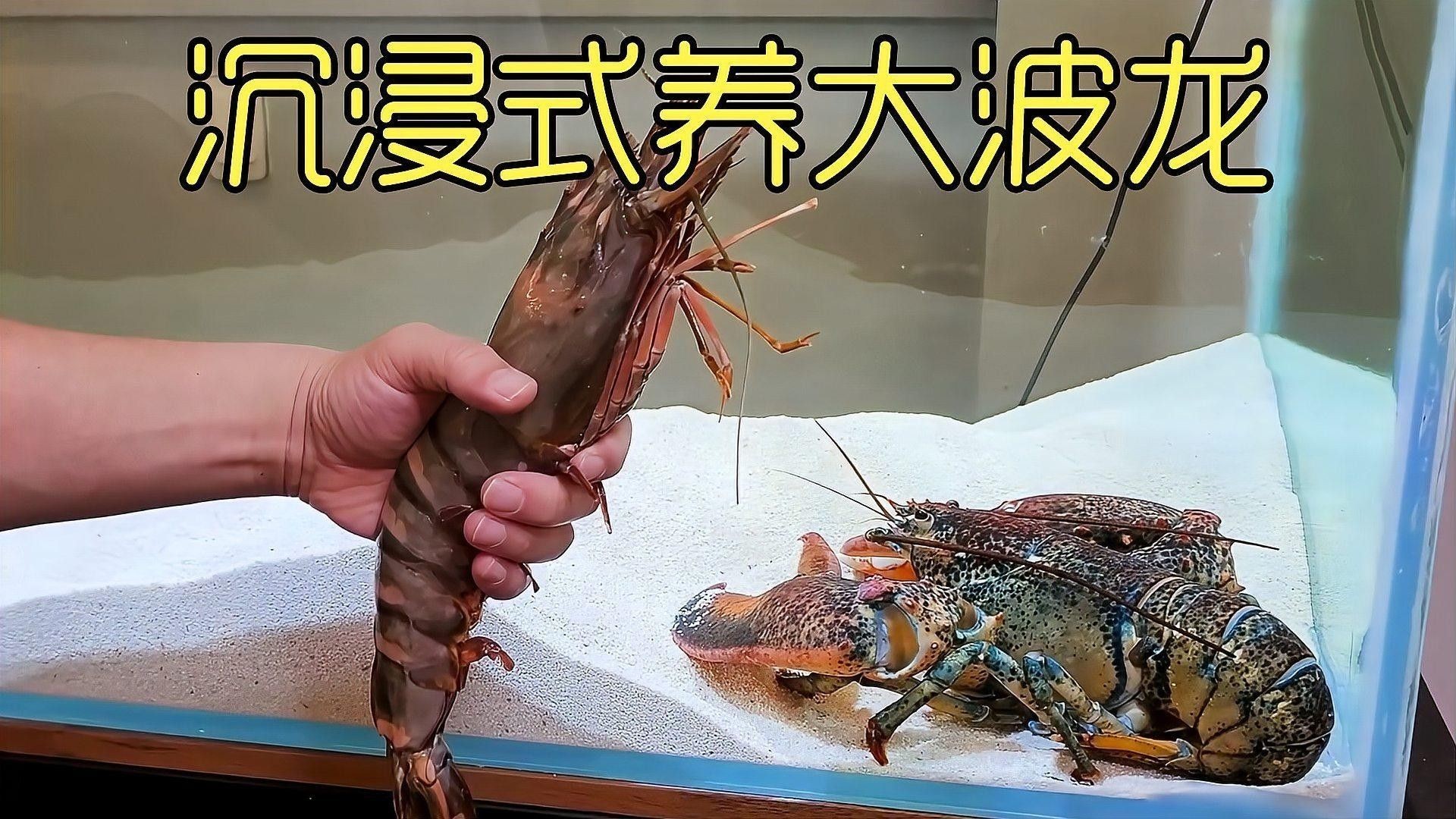 龍魚缸中的植物需要施肥嗎（魚缸中的植物是否需要施肥取決于多種因素）