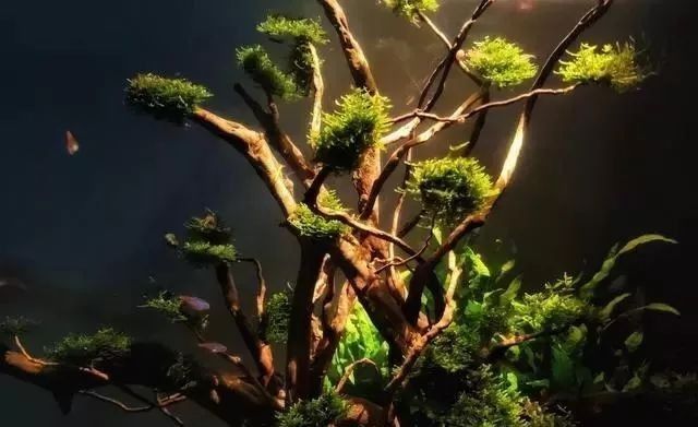 龍魚缸中的植物需要施肥嗎（魚缸中的植物是否需要施肥取決于多種因素）