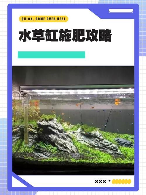 龍魚缸中的植物需要施肥嗎（魚缸中的植物是否需要施肥取決于多種因素）