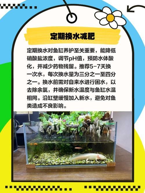 龍魚缸中的植物需要施肥嗎（魚缸中的植物是否需要施肥取決于多種因素）