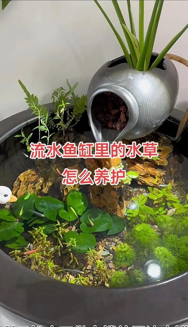 龍魚缸中的植物需要施肥嗎（魚缸中的植物是否需要施肥取決于多種因素）