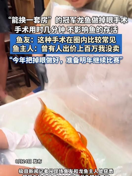 龍魚手術后多久可以換水？（魚手術后換水的時間取決于多種因素，龍魚手術后需要多久才能恢復） 龍魚手術后多久可以換水？（魚手術后換水的時間取決于多種因素，龍魚手術后需要多久才能恢復） 龍魚百科 第1張