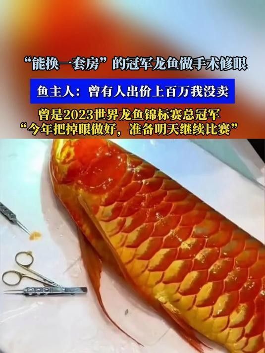 龍魚手術后多久可以換水？（魚手術后換水的時間取決于多種因素，龍魚手術后需要多久才能恢復） 龍魚手術后多久可以換水？（魚手術后換水的時間取決于多種因素，龍魚手術后需要多久才能恢復） 龍魚百科 第5張