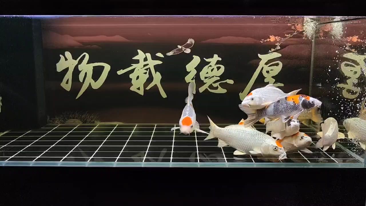 打卡（打卡文化與現代生活） 打卡（打卡文化與現代生活） 龍魚論壇