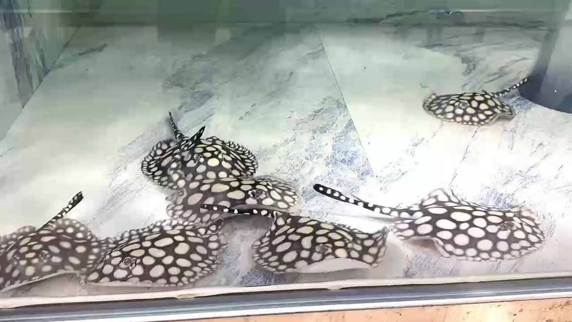 雖然很冷，但熱愛從不降溫（藝術家畫筆描繪出冬日里雪地、冰晶和霜花的美麗景象）
