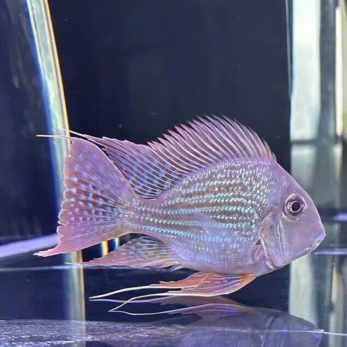 如何挑選適合混養的元寶鳳凰（如何挑選適合混養的元寶鳳凰魚）