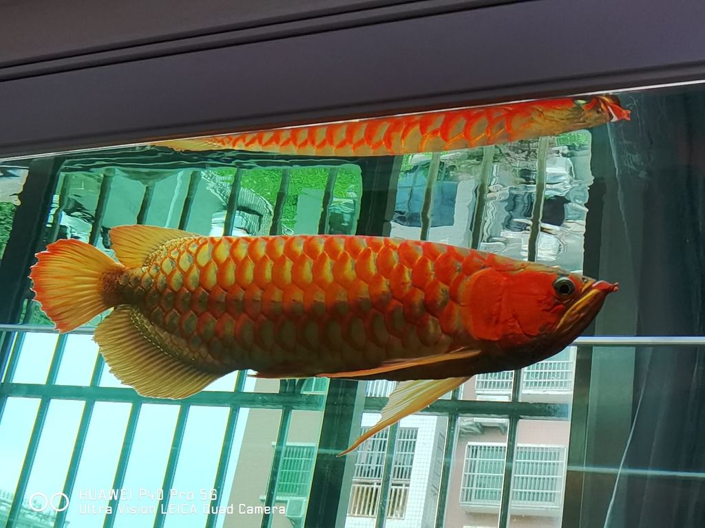 日常更新狀態（日常生活中的更新狀態）