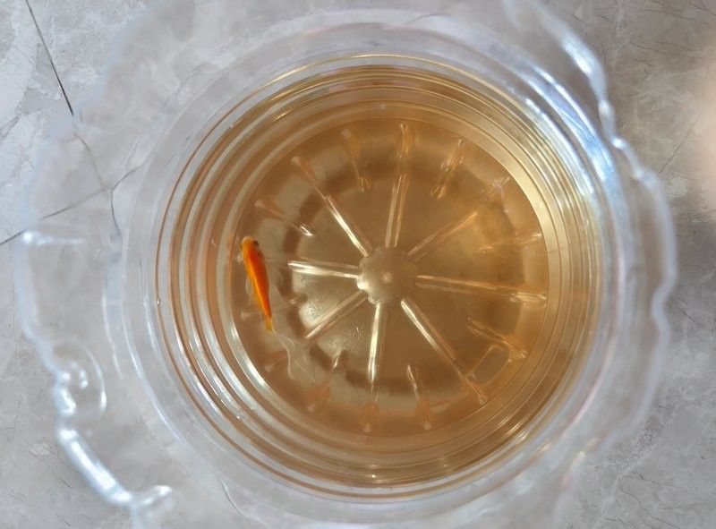金龍魚尾巴紅點會自愈嗎（金龍魚尾巴上有紅血絲能自愈嗎）