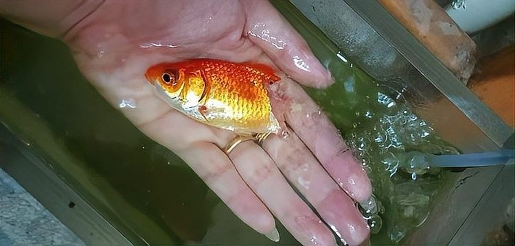 金龍魚尾巴紅點會自愈嗎（金龍魚尾巴上有紅血絲能自愈嗎）