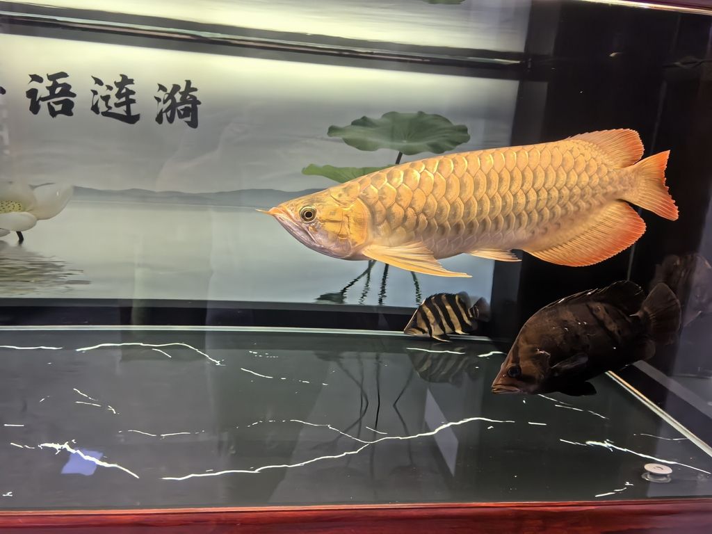 堅持愛好（_人見人愛評論：堅持愛好的重要性與實踐）