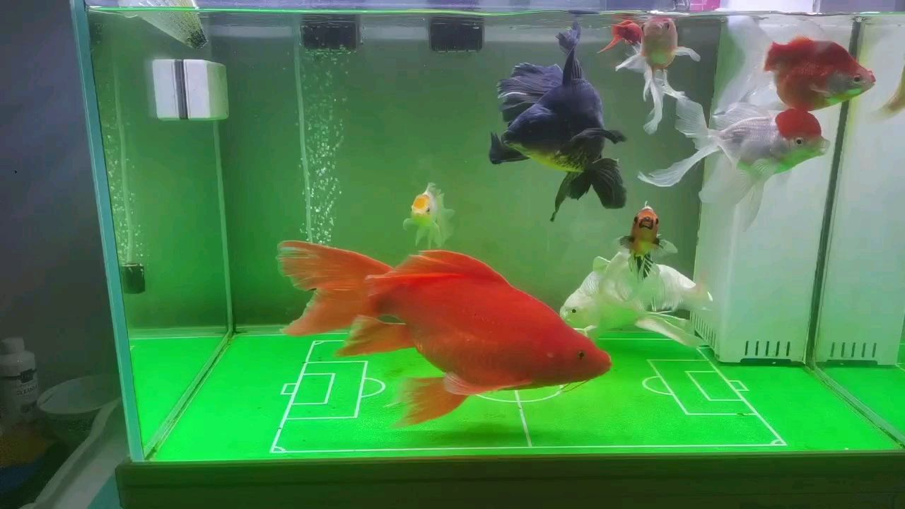 全紅蝴蝶鯉35公分出，180（全紅蝴蝶鯉）