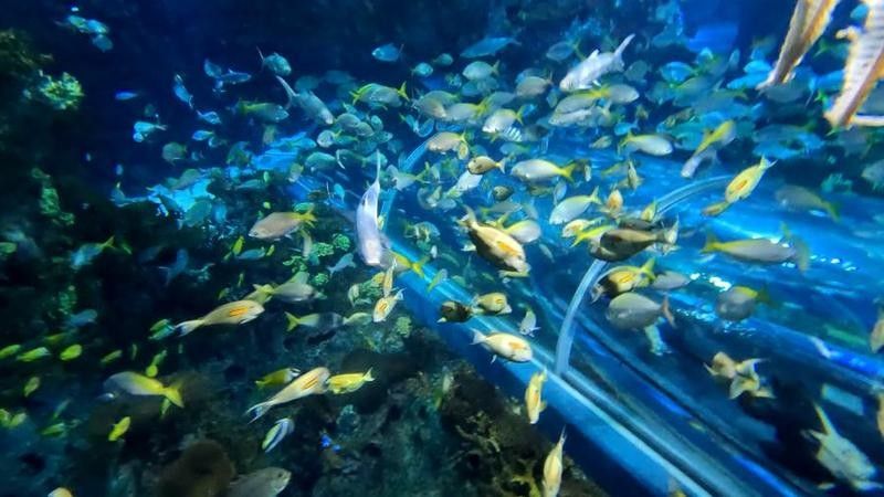 七彩龍魚需要多大的活動空間（七彩龍魚的最佳飼養溫度是多少七彩龍魚的最佳飼養溫度是多少）