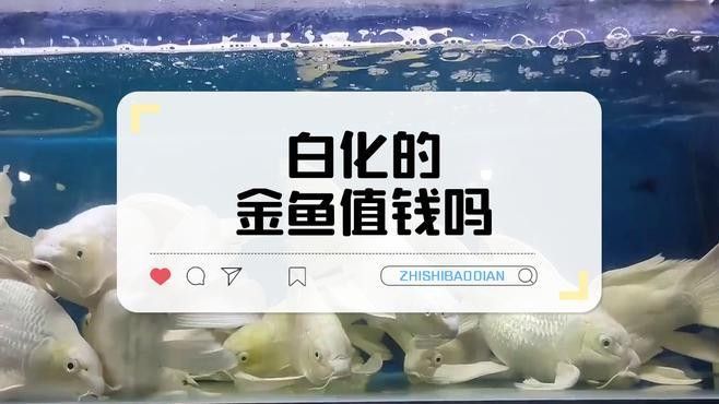 如何區(qū)分白化金恐龍魚的兩個亞種（白化金恐龍魚的兩個亞種）
