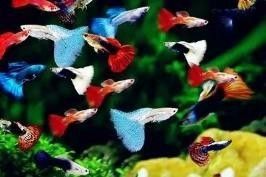 哪些魚可以和其他品種混養(yǎng)（哪些觀賞魚可以混養(yǎng)） 哪些魚可以和其他品種混養(yǎng)（哪些觀賞魚可以混養(yǎng)） 龍魚百科 第5張