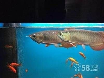 紅龍魚混養最佳伴侶魚有哪些（龍魚混養的最佳伴侶魚種類）