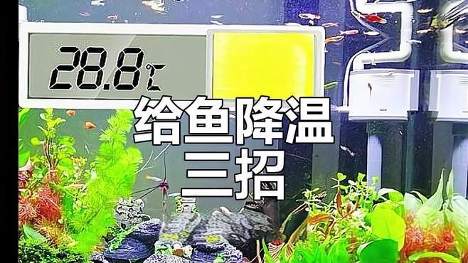 紅龍魚溫度過高如何急救？（jovian圖鑒紅龍魚降溫技巧大揭秘冰塊、空調都能用嗎）