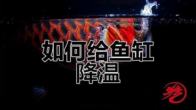 紅龍魚溫度過高如何急救？（jovian圖鑒紅龍魚降溫技巧大揭秘冰塊、空調都能用嗎）