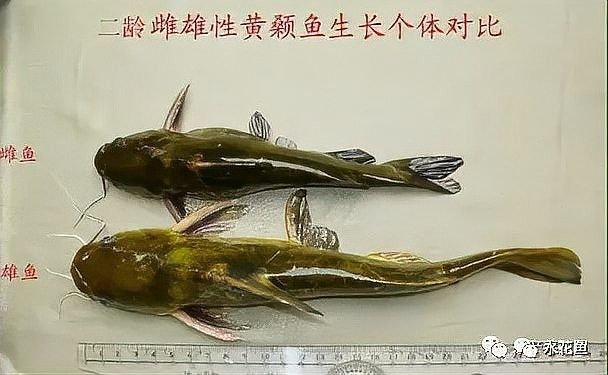 龍魚成年后還會生長嗎（關于龍魚成年后還會繼續生長的問題）